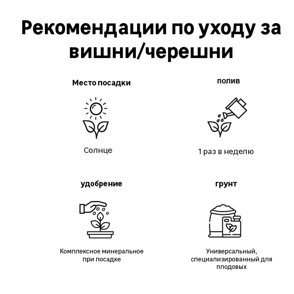 Вишня Антрацитовая h90 см 83787955 STLM-2045460 Santreyd  - Вид №1