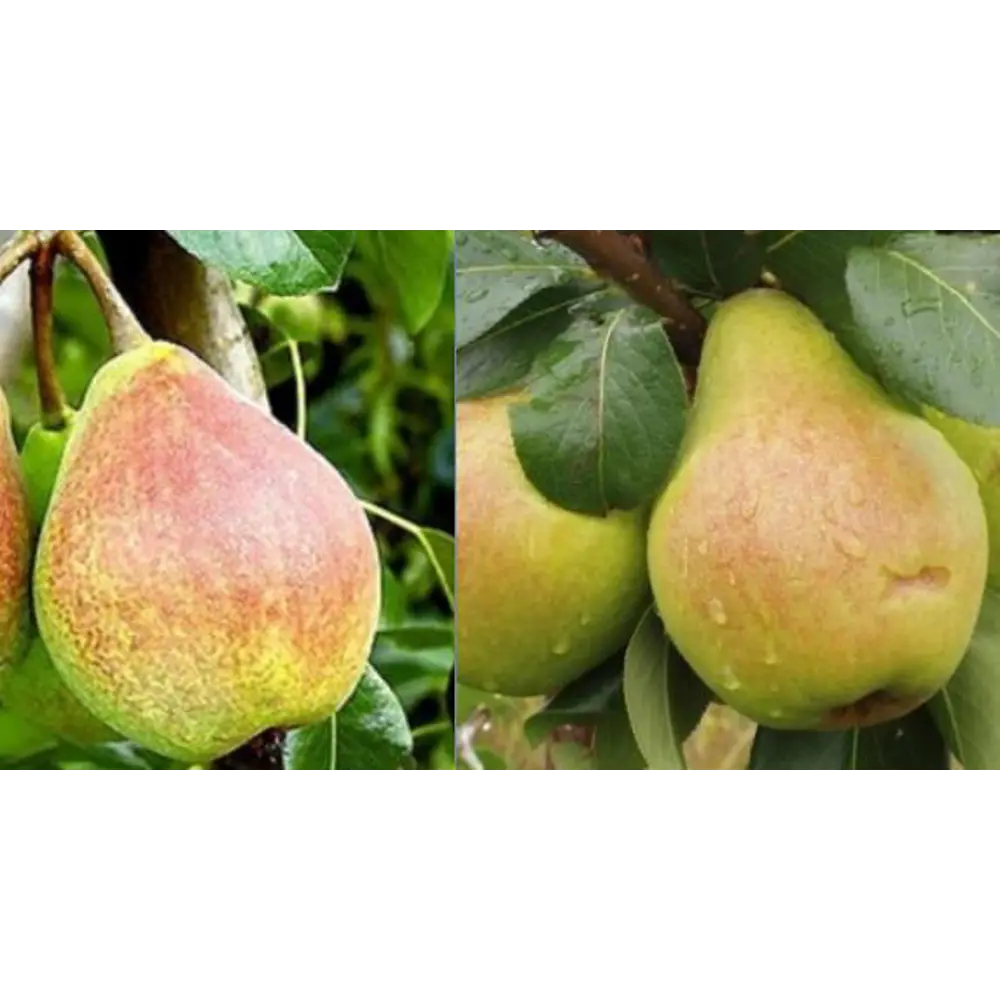 Груша Духмяная/Прибалтийская маслянистая пакет 89465410 STLM-2005939 PLANTMARKET 