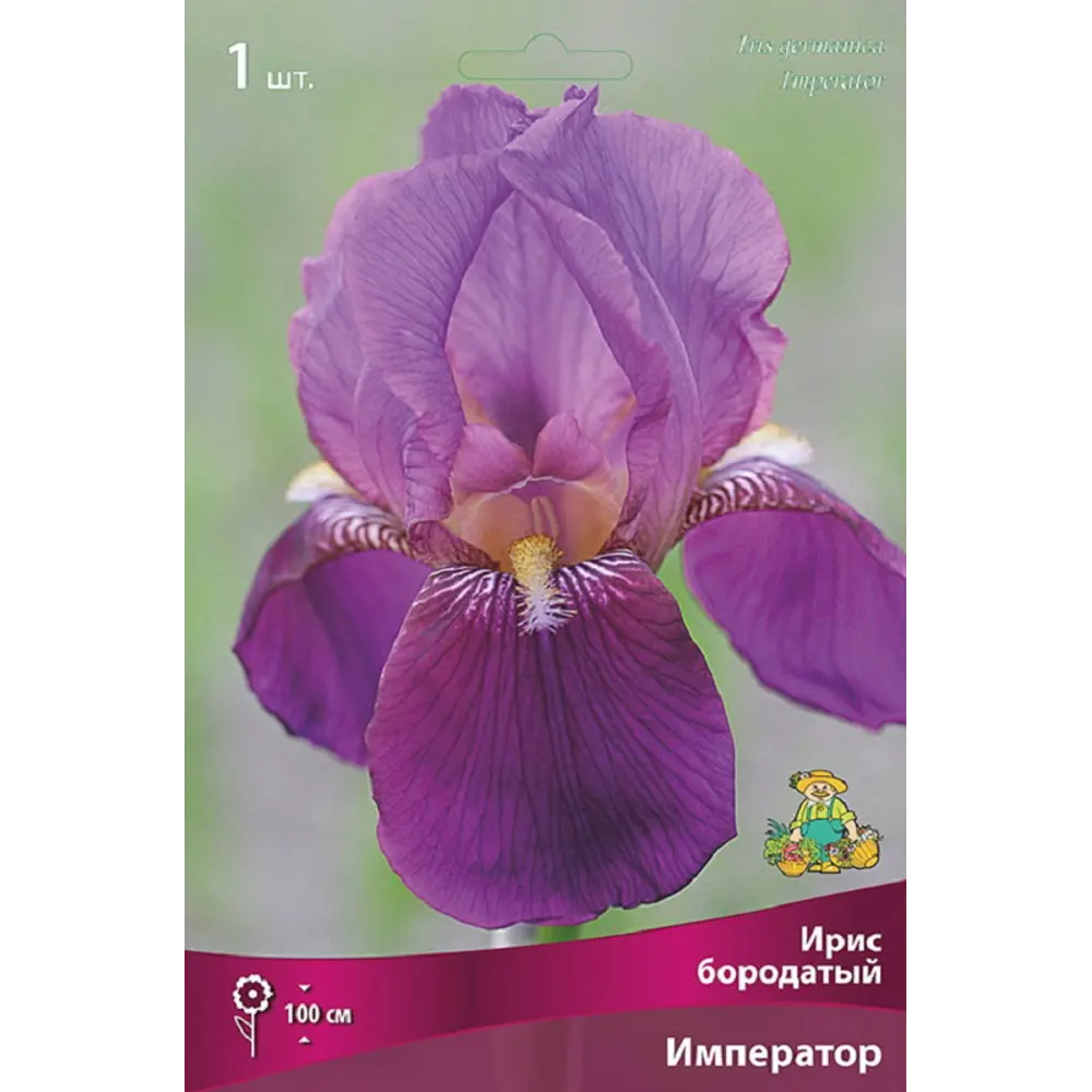 Ирис бородатый Император 89433477 STLM-2064539 ПОИСК 
