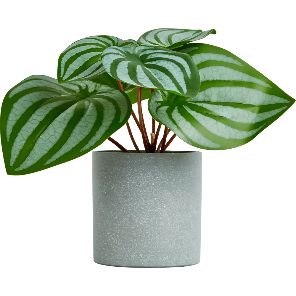 Искусственное растение в пластиковом горшке Atmosphera Калатея D17x18 см микс STLM-2147170 - Вид №2