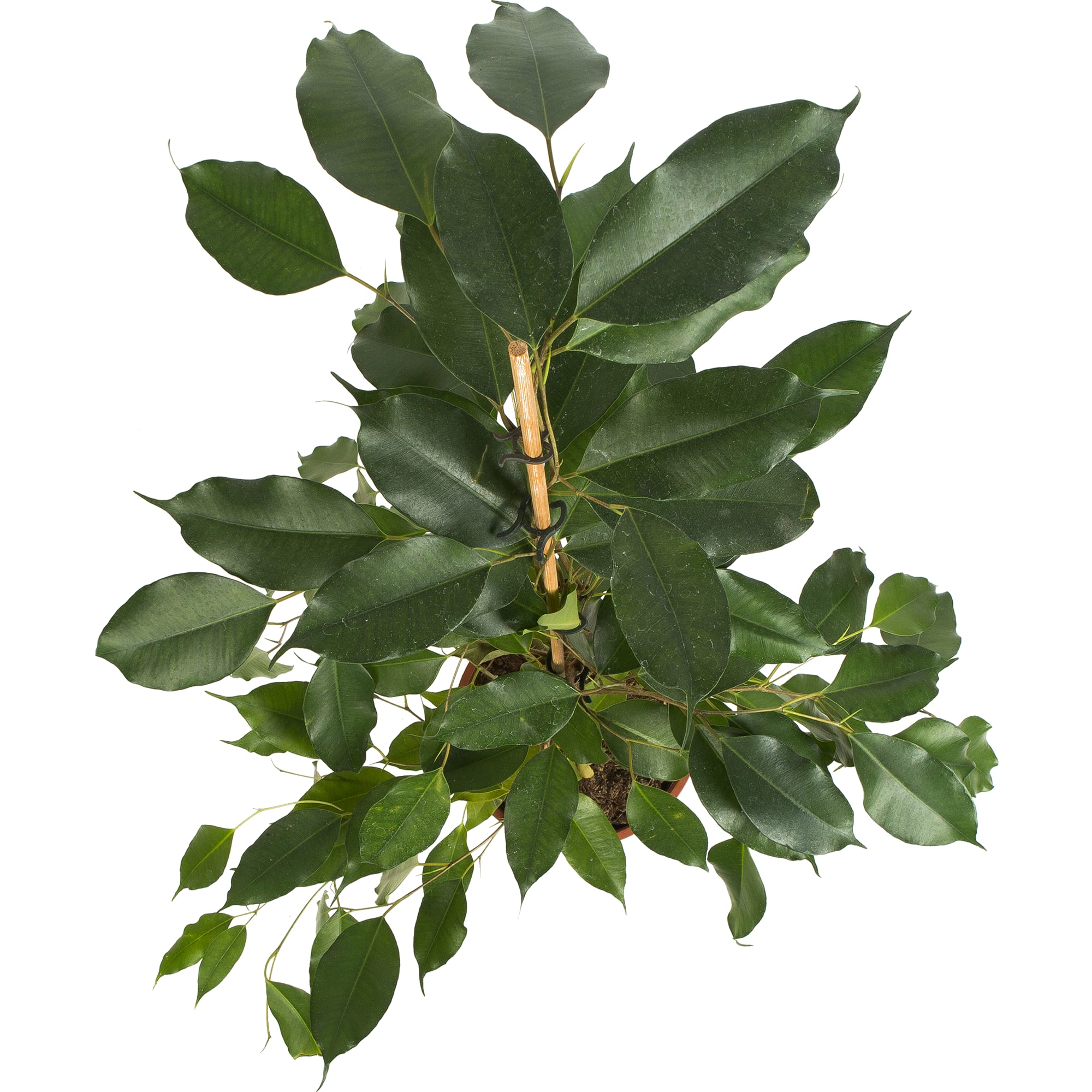 82877344 Фикус Даниеле Пирамида 17x70 см Santreyd  - Вид №1