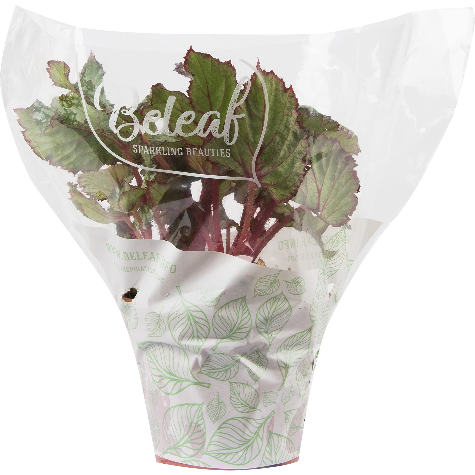 82579543 Бегония рекс гибридная микс d12 h35 Santreyd  - Вид №2