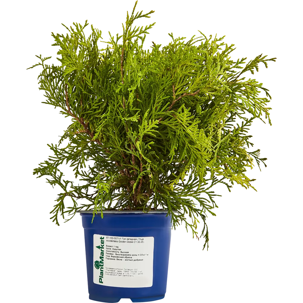 Туя западная Голден Глоуб ø14 h45 см 84832895 STLM-2061000 PLANTMARKET  - Вид №1