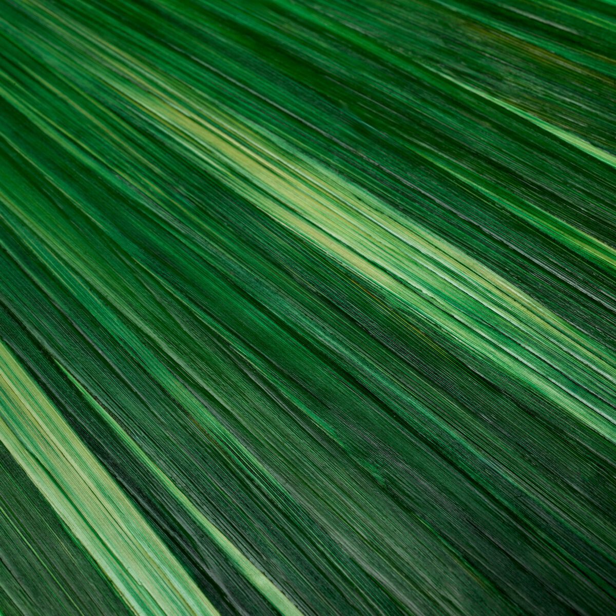 ARCH-00038398 Лоток для хранения яиц Eichholtz Нидерланды Harvard - Вид №1