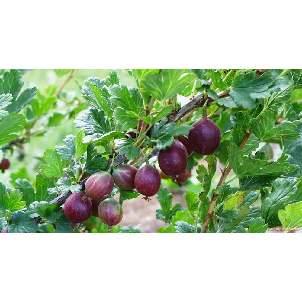 Крыжовник Santreyd - плодовый кустарник с обильным урожаем 83248556 STLM-1359607 - Вид №1