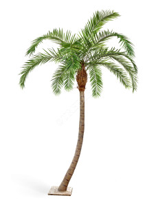10.47336N Финиковая пальма Гигантская изогнутая Цветочная коллекция