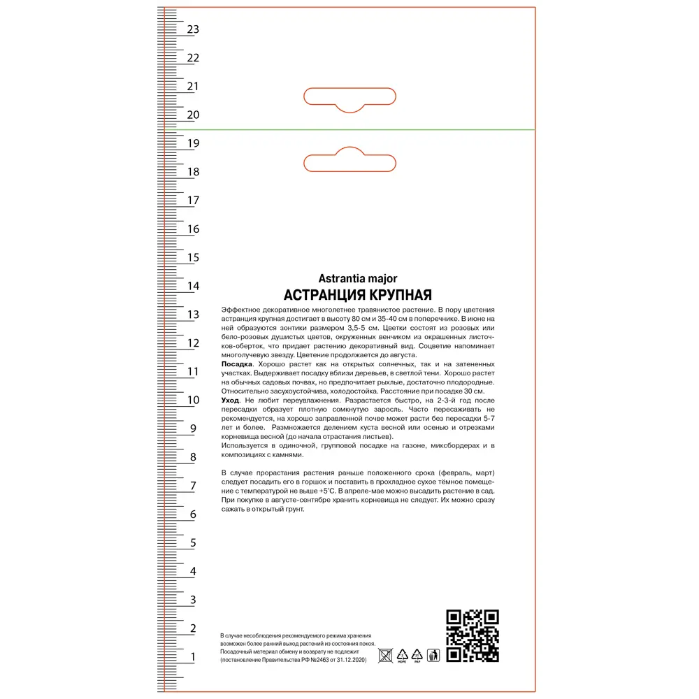 Астранция крупная Шегги 89452208 STLM-2079325 ПОИСК 