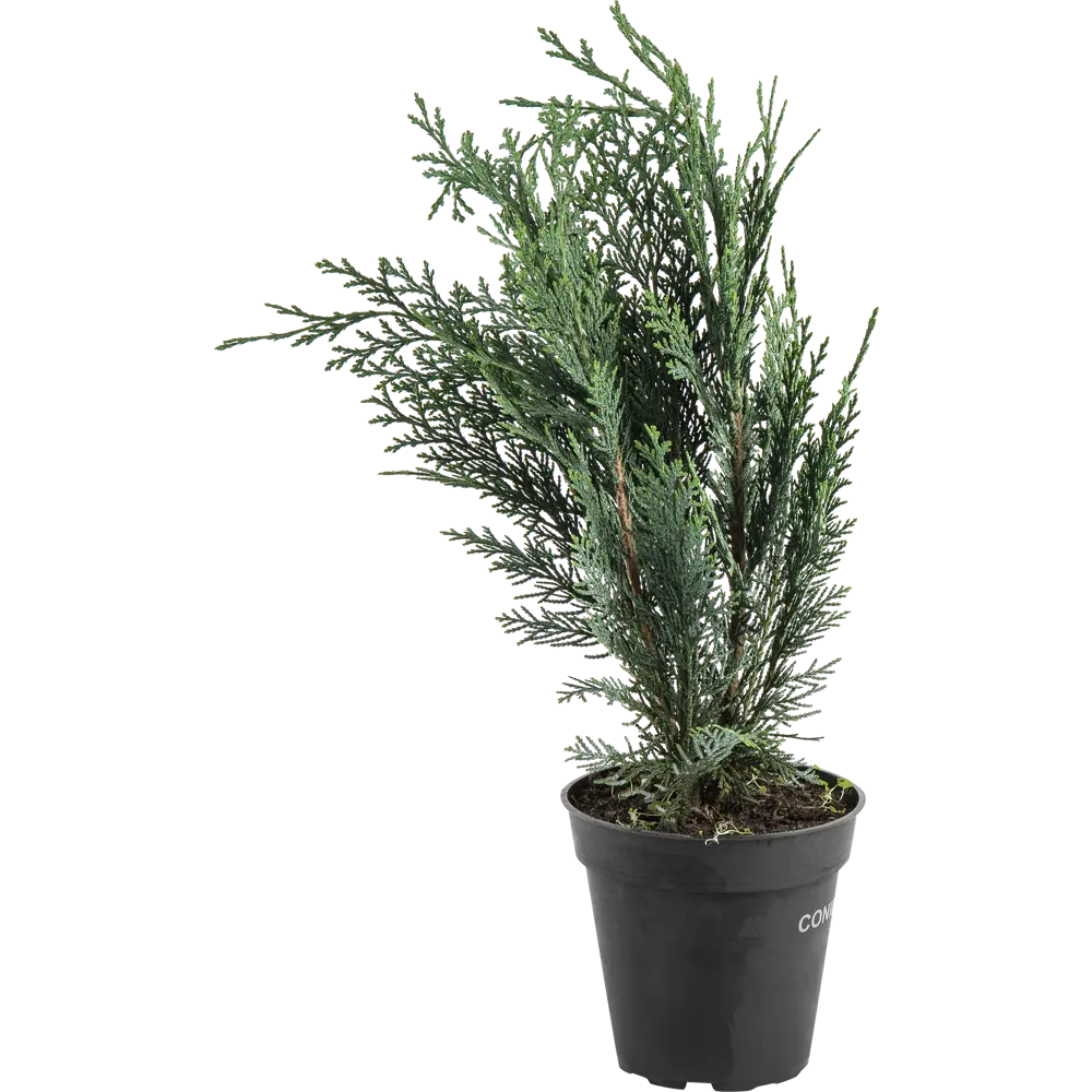 Кипарисовик лавсона «Колумнарис» C1 35-40 см PLANTMARKET STLM-2203269