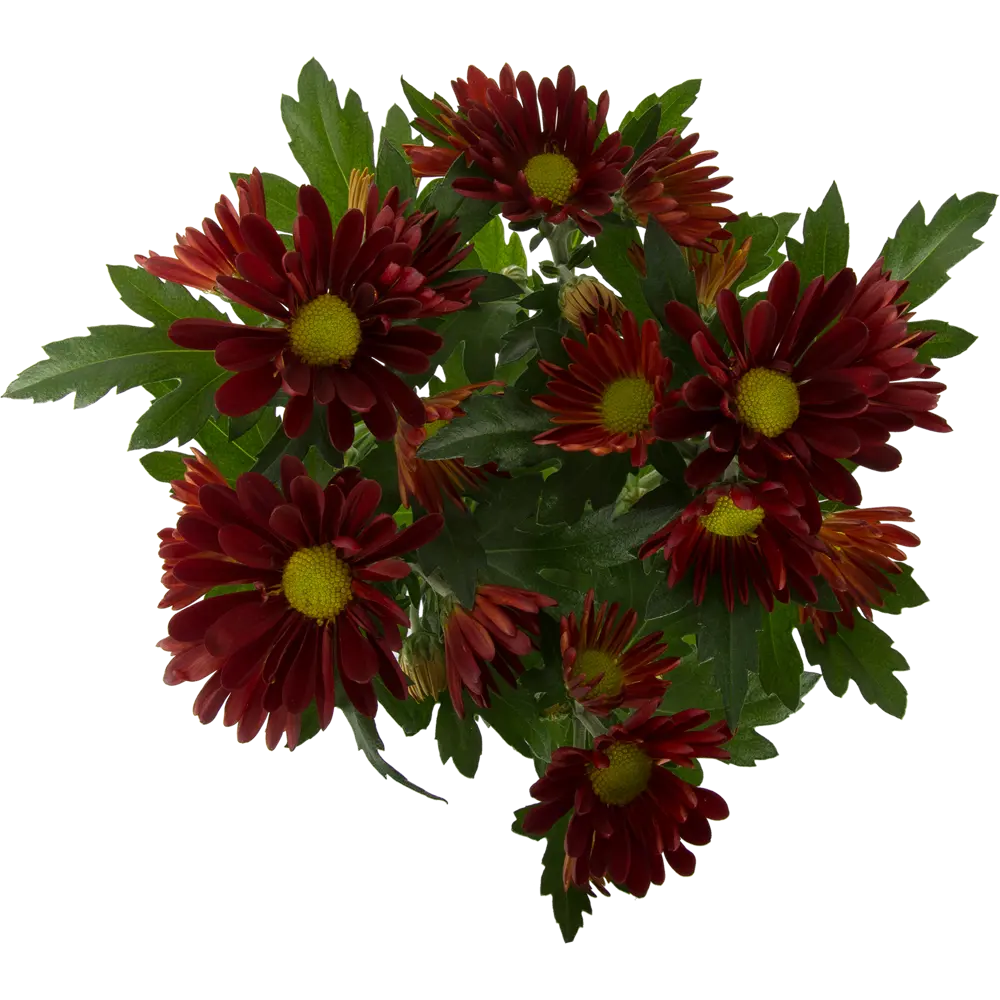 Хризантема микс 9х20 см 12193049 STLM-2206326 Santreyd  - Вид №1