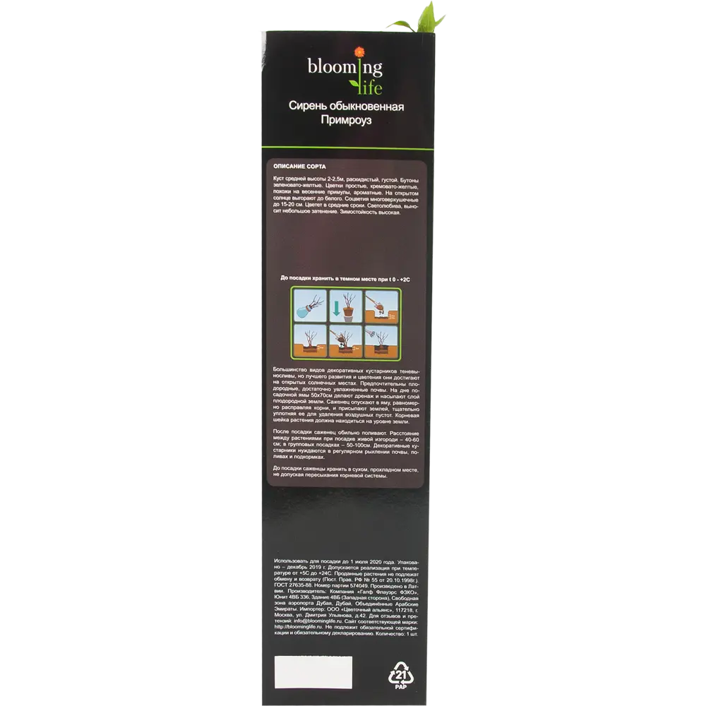 Сирень обыкновенная Примроуз в тубе BLOOMING LIFE STLM-2104201 - Вид №2