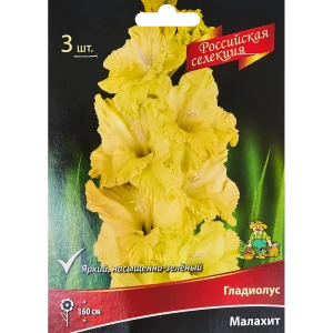 Гладиолус Малахит, 3 шт 86410014 STLM-2022995