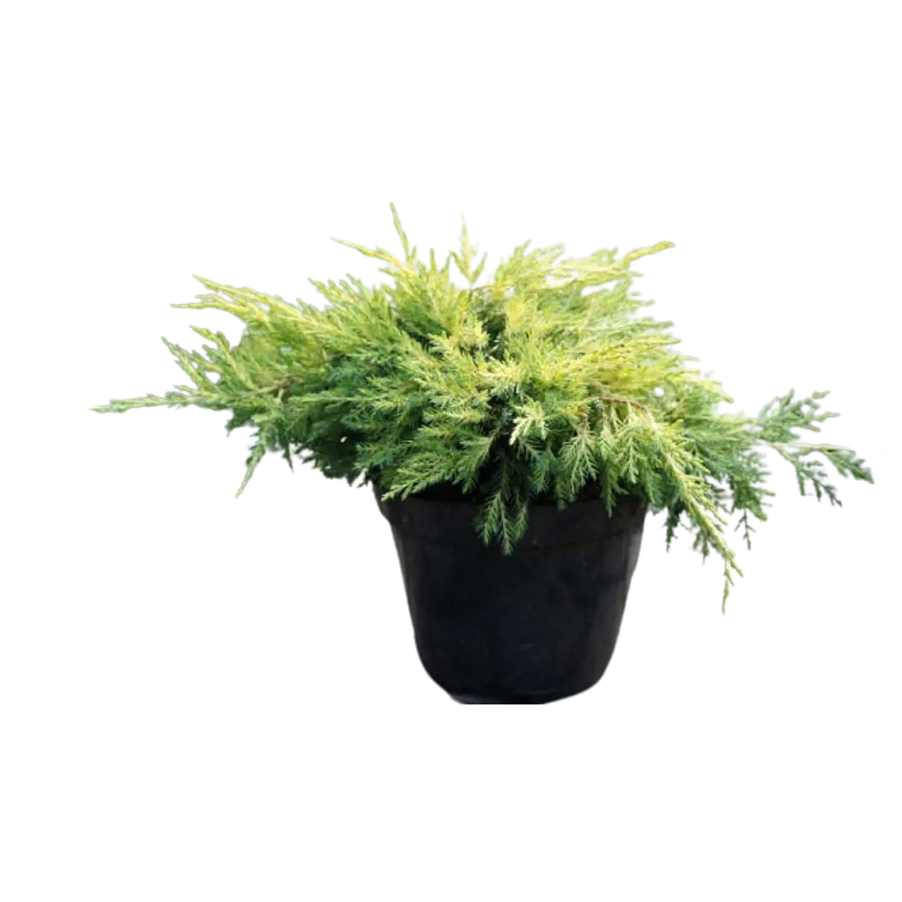 Можжевельник средний Голд Стар ø14 h35 см PLANTMARKET STLM-2000445