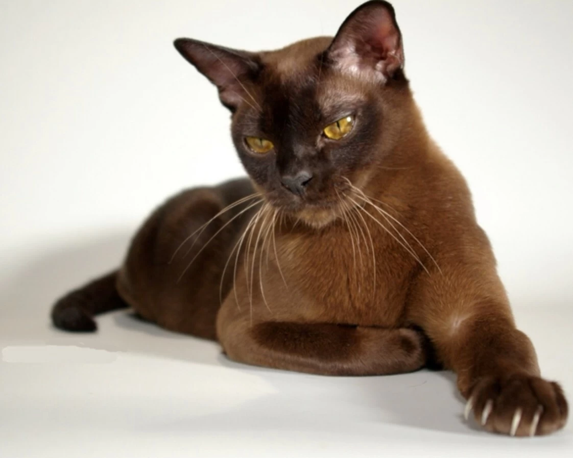 коричневый кот порода