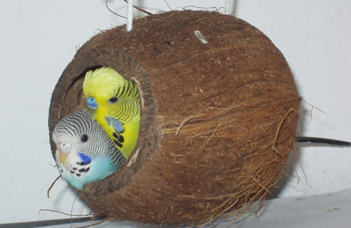 Для чего нужно гнездо для волнистого попугая и как его сделать?