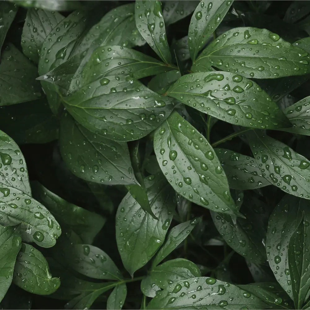 Стеновая панель Botanical Gar 120x0.4x60 см алюминий цвет зеленый ALUMOART STLM-2040930