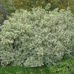 Дёрен белый «Элегантисима», С3/40-60 см 18468550 STLM-2033060
