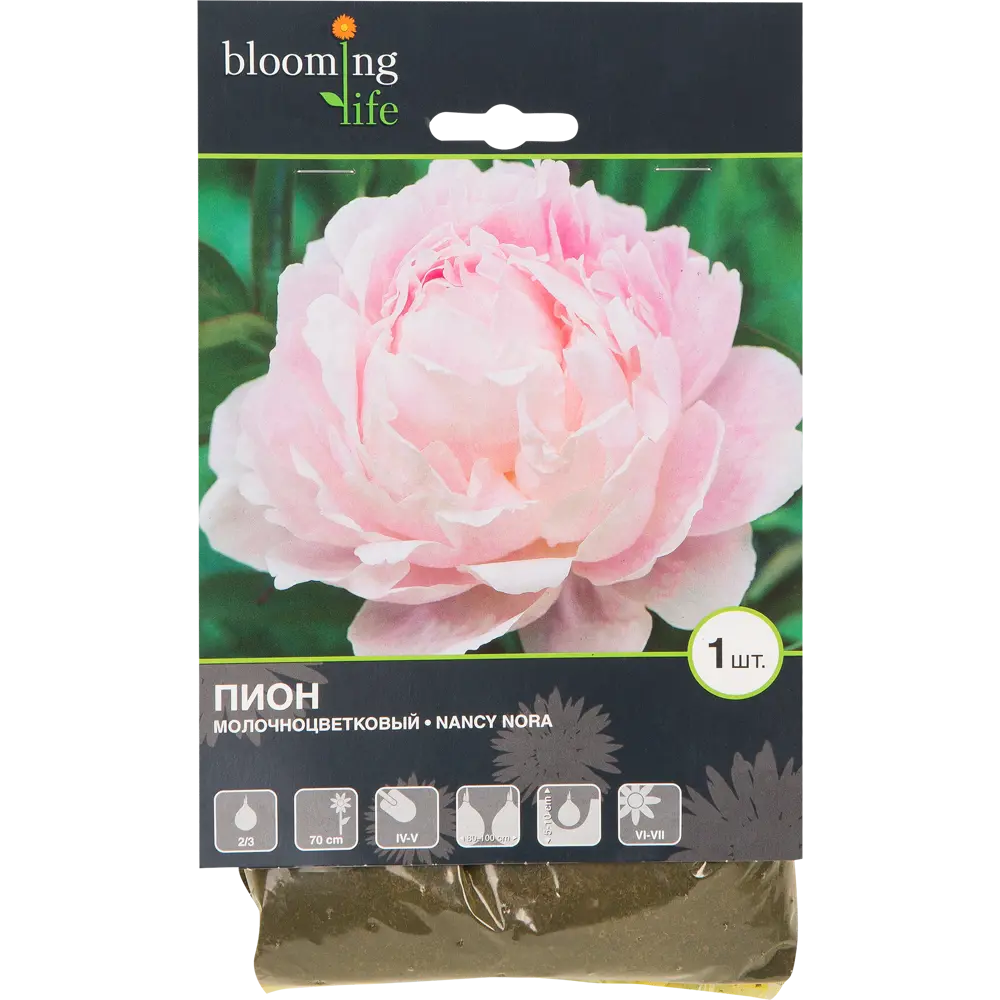 Пион молочноцветковый «Нэнси Нора» BLOOMING LIFE STLM-2130221