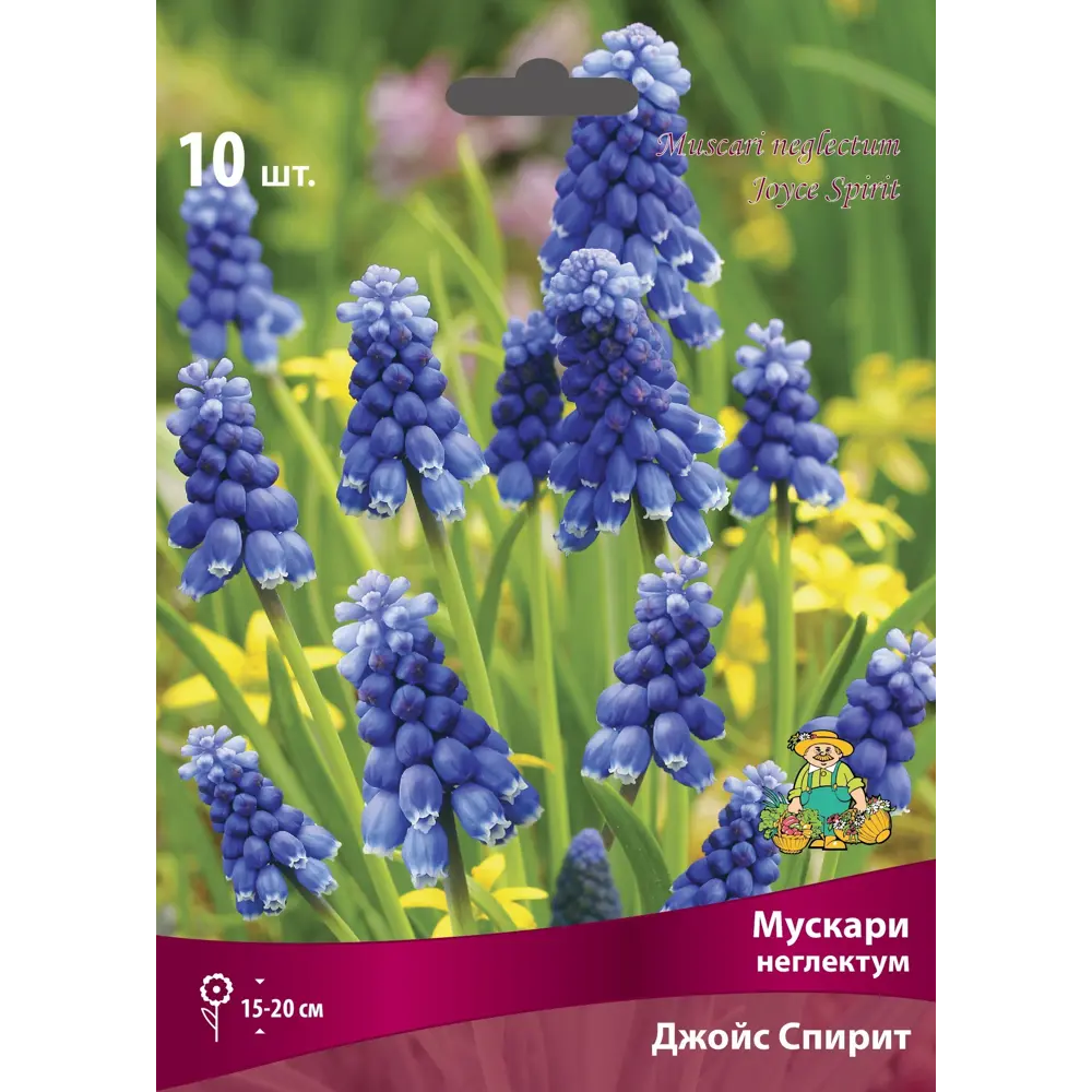 Мускари Джойс Спирит, 10 шт ПОИСК STLM-2160799