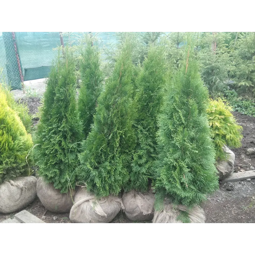 Туя Смарагд Santreyd — изумрудная пирамида для живых изгородей 84173501 STLM-0046822