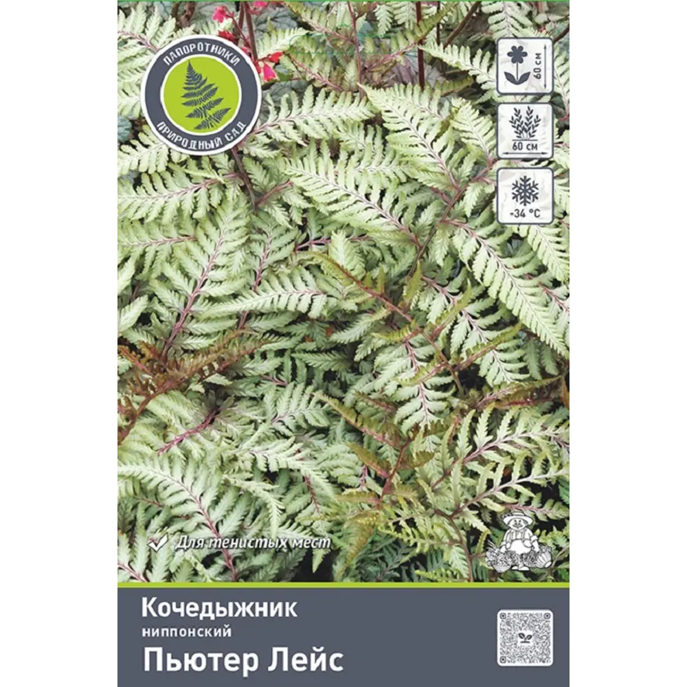 Кочедыжник ниппонский Пьютер Лейс 89452221 STLM-2148269 ПОИСК  - Вид №1