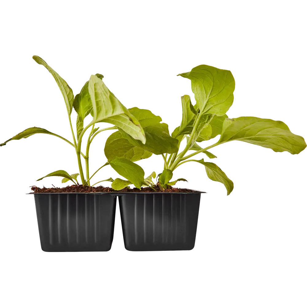 Santreyd Баклажан рассада 4 шт - готовые к высадке саженцы 87544049 STLM-0074396 - Вид №2