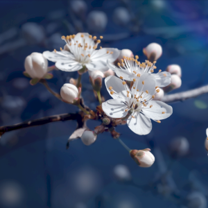 90398183 Пленка самоклеящаяся универсальная "Весенние цветы" 1-255, 1.55x0.6 м, цвет синий STLM-0214404 HOUSE INTERIO