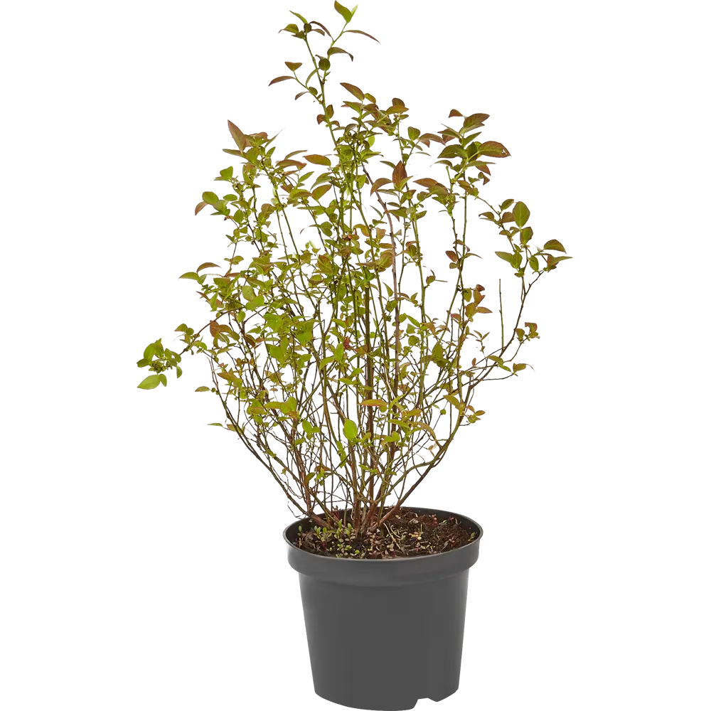 Голубика Нельсон ø10 h15 см PLANTMARKET STLM-2022193 - Вид №1