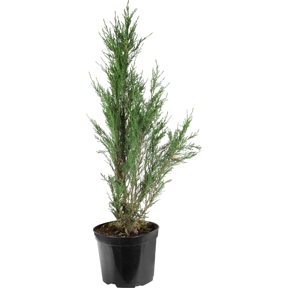 Можжевельник скальный фишт C7.5 ГАВРИШ STLM-2151263