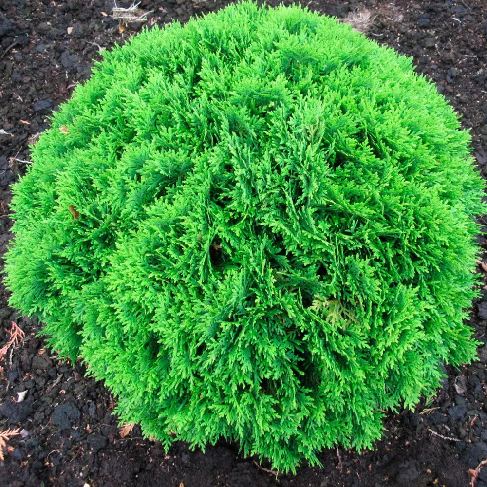 Туя западная Даника ø22 h15 см 85440388 STLM-2058240 PLANTMARKET 