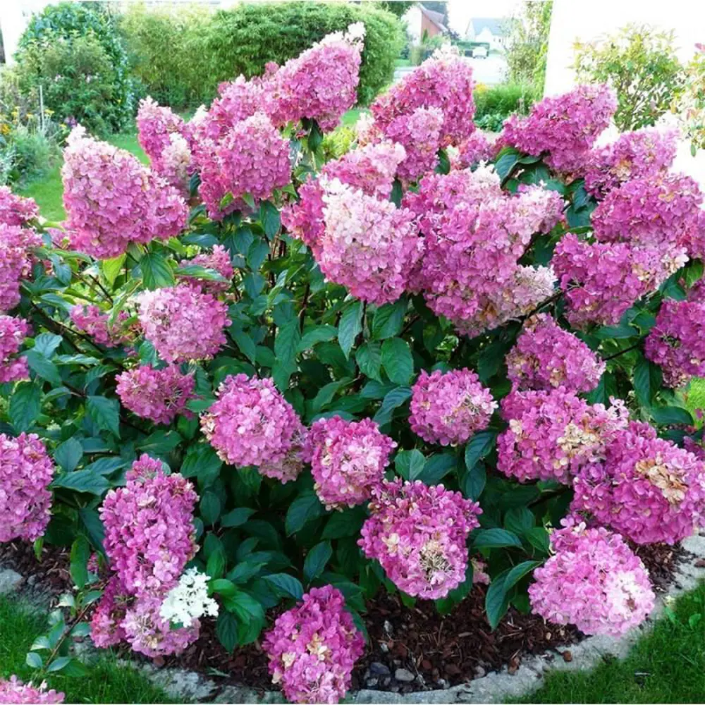 Гортензия метельчатая Сандей Фрайз ø19 h40 см 87691077 STLM-2176450 PLANTMARKET 