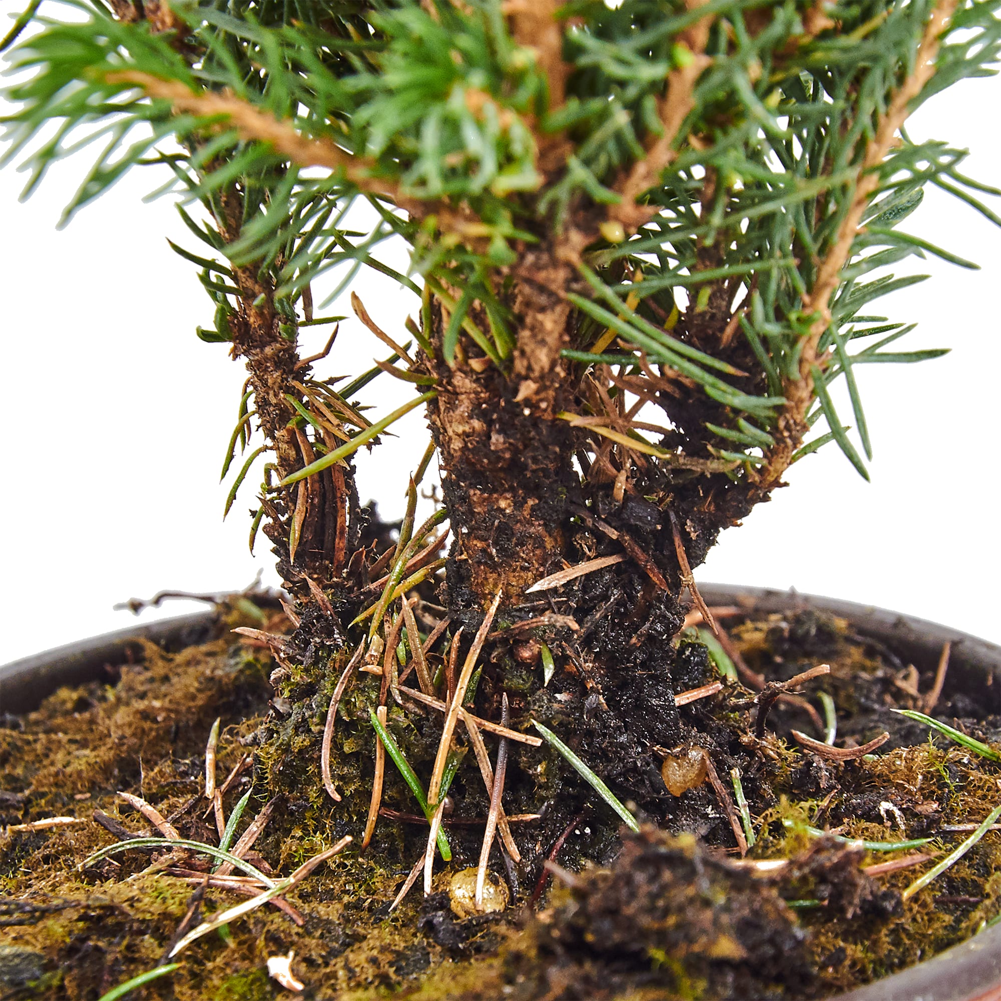 81929473 Ели Глауконика d9 h50, джут Santreyd  - Вид №3