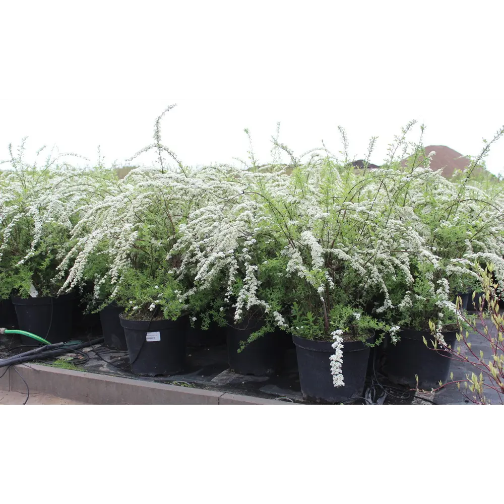 Спирея Серая Грефшейм ø15 h35 см PLANTMARKET STLM-2145776