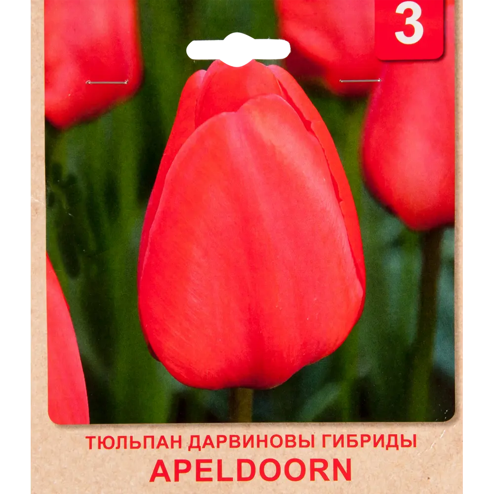 Тюльпан «Apeldoorn» размер луковицы 10/11, 3 шт. 82365316 STLM-2168998 Santreyd 