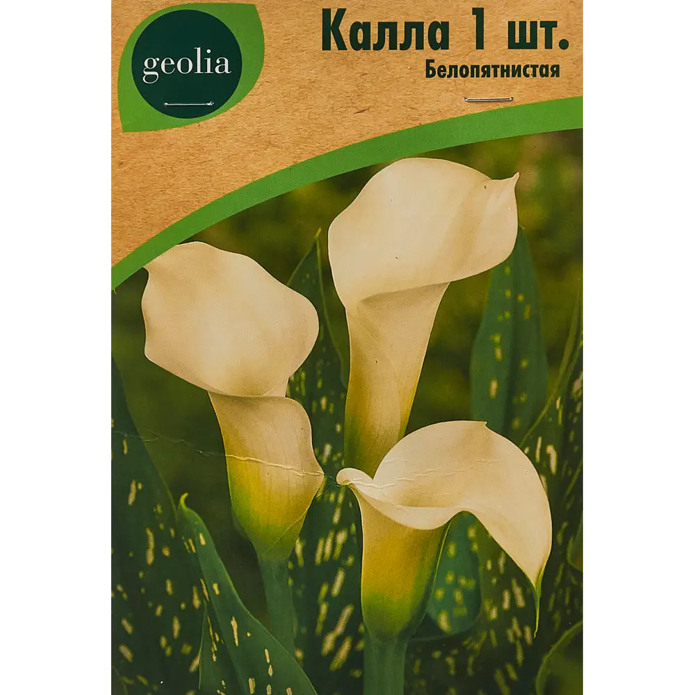 Калла Geolia Белопятнистая 86408668 STLM-2130255 