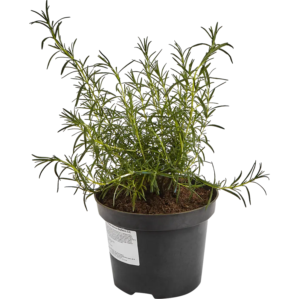 Розмарин лекарственный Барбекю ø17 h20 см 85326944 STLM-2202582 Santreyd  - Вид №2