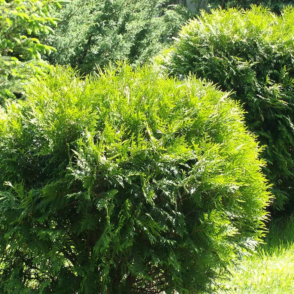 Туя западная «Hoseri», 40-60x40 см, С7.5 ГАВРИШ STLM-2009081