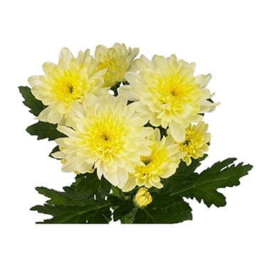 Хризантема кустовая балтика зембла 70 см Santreyd 25258 - Вид №1