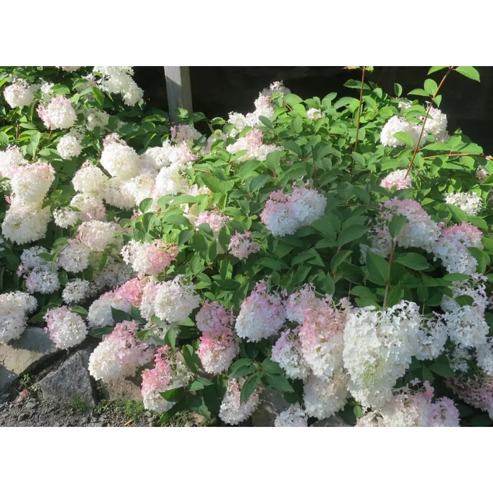 Гортензия метельчатая Тач Ту Пинк ø19 h55 см 88790177 STLM-2070164 PLANTMARKET 