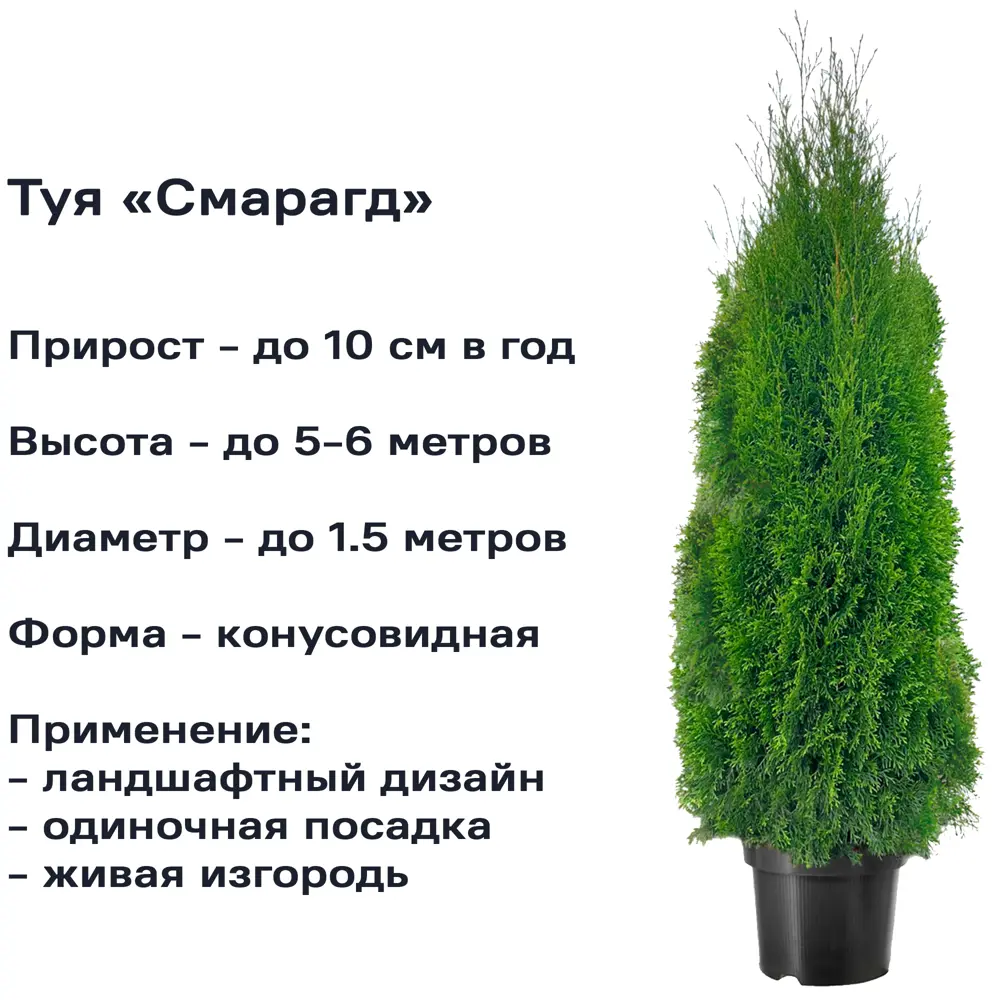 Туя западная Смарагд ø19 h40-60 см 85440386 STLM-2188272 PLANTMARKET  - Вид №1