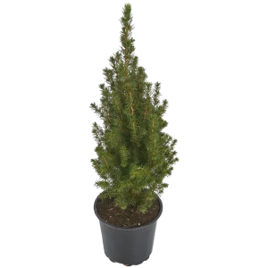 Ель Коника 15x55 см 82466888 STLM-2174609
