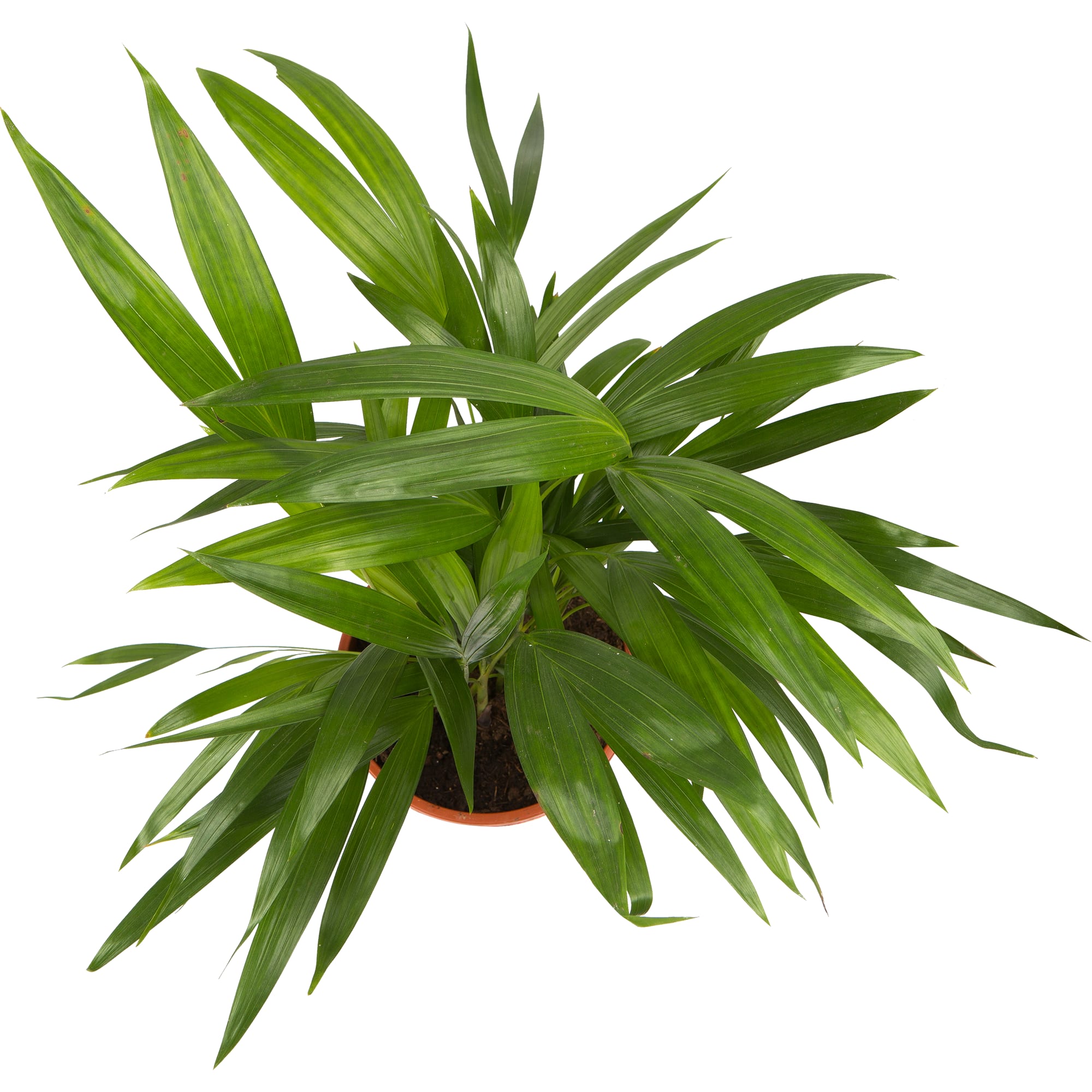 82207291 Арека 17х45 см Santreyd  - Вид №1