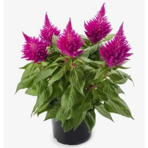 Целозия микс ø9 h10 см