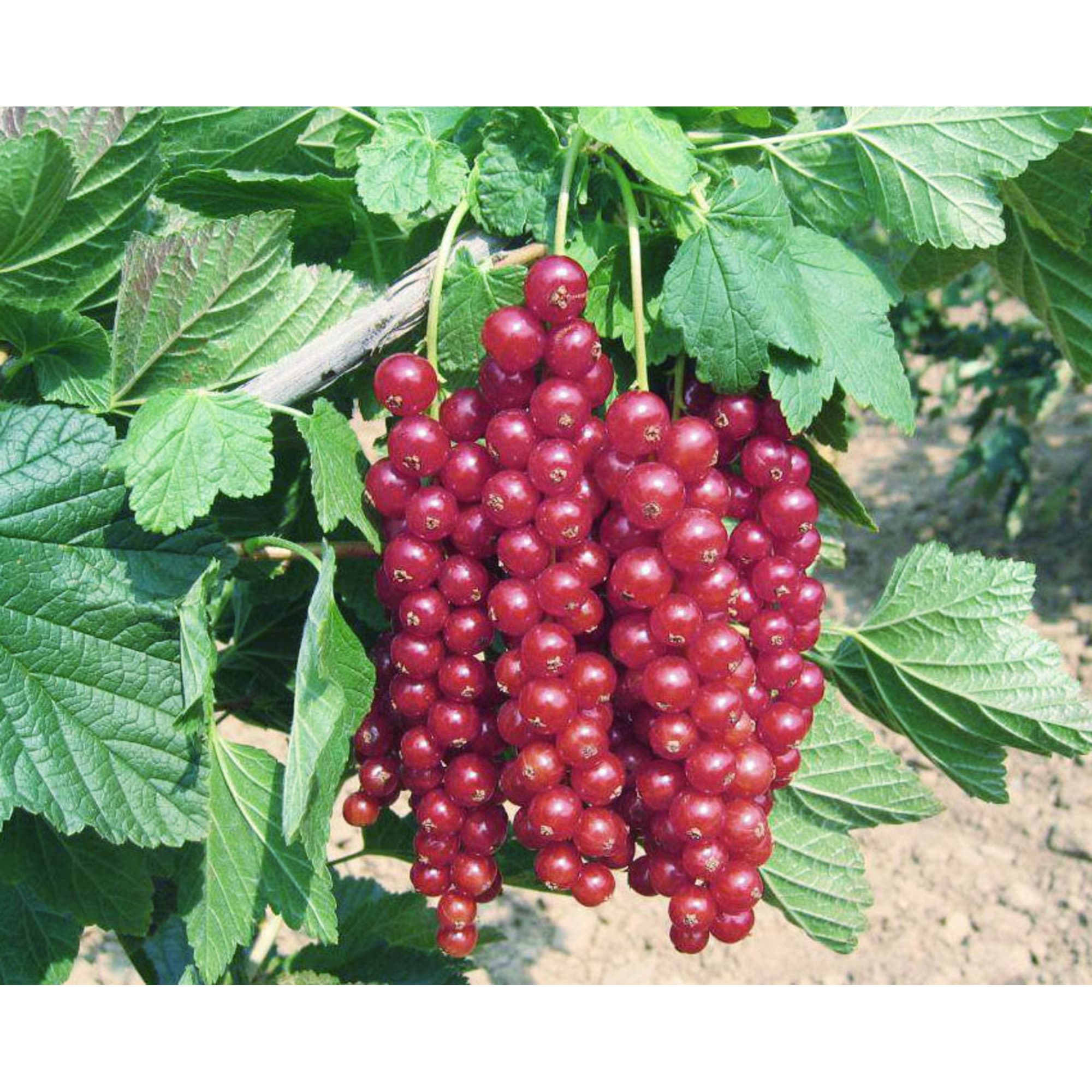82597127 Смородина красная «Голланская красная» C2 высота 40 см Santreyd  - Вид №2
