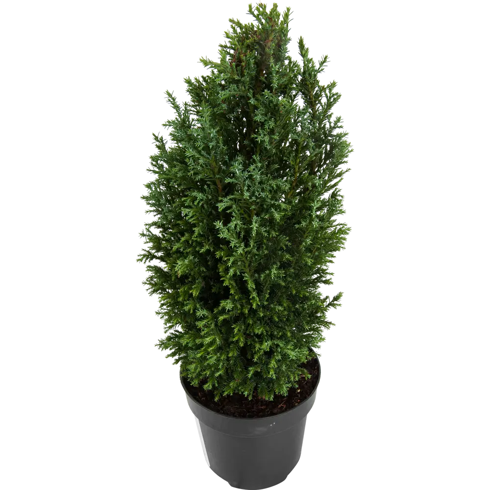 Кипарисовик Лавсона «Элвуди» Р12, 30-35 см PLANTMARKET STLM-2187941