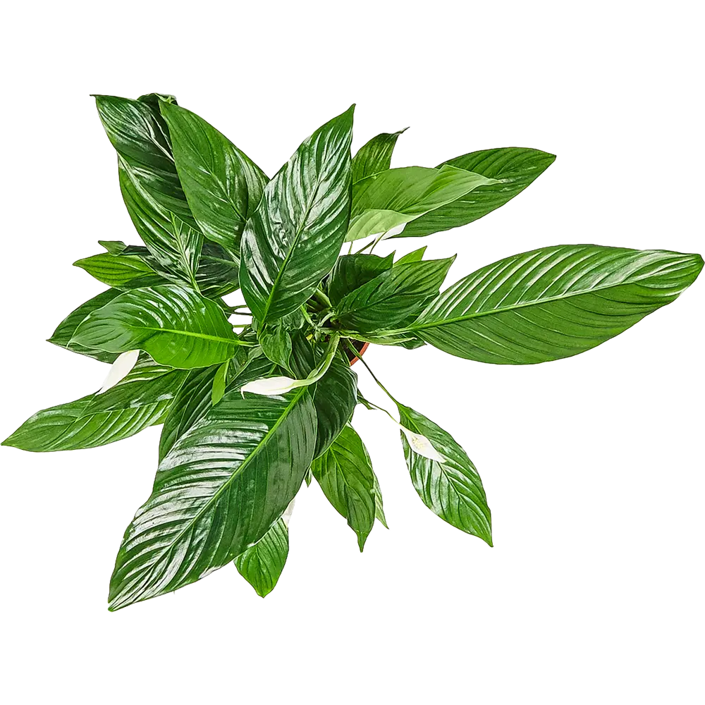 Santreyd Спатифиллум Свит Лауретта - изящное комнатное растение с белыми цветами 82399749 STLM-0026504 - Вид №1