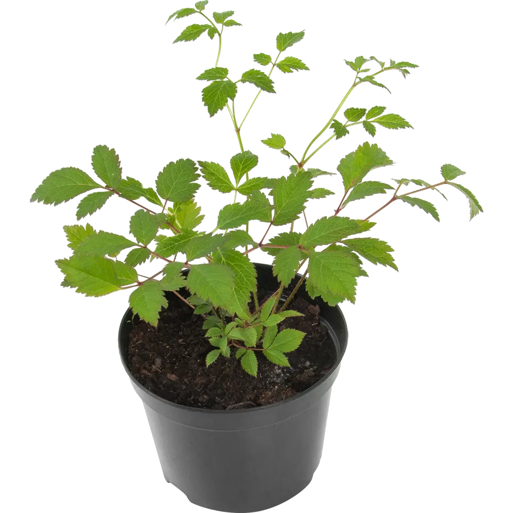 Астильба «Аметист» 15x45 см PLANTMARKET STLM-2173501
