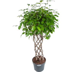 Фикус "Экзотика решетка" 24x100 см