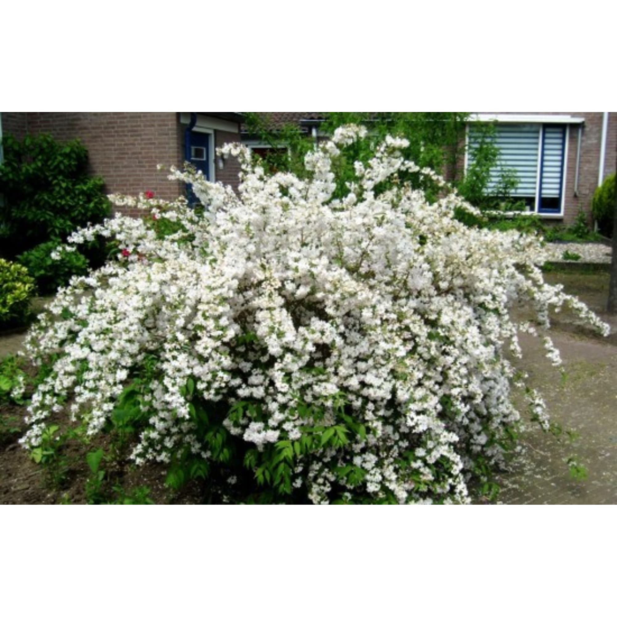 82176162 Дейция изящная P9 Santreyd 