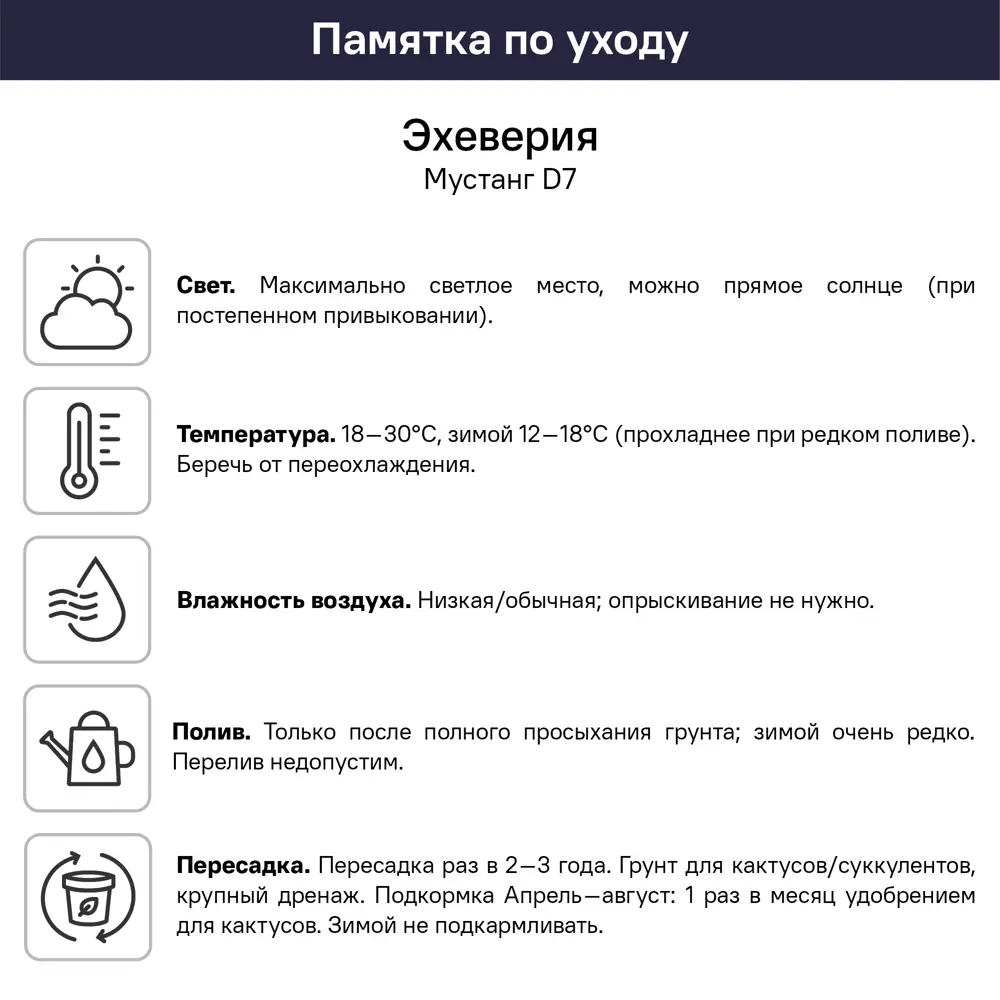 Эхеверия Мустанг ø7 h3 см 89447878 STLM-2050693 Santreyd  - Вид №2