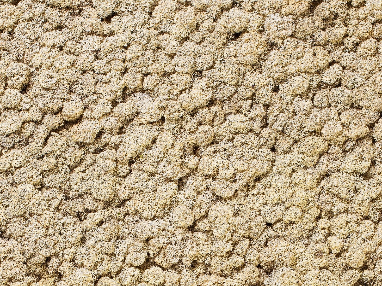 Растительная картина из мха Freund GmbH ARCH-00015463 - Вид №5